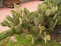 Opuntia Scheerii (fam Cactacees) (Mexique) (01) (Photo F. Mrugala)